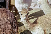 Llama breeding in Peruvian puna